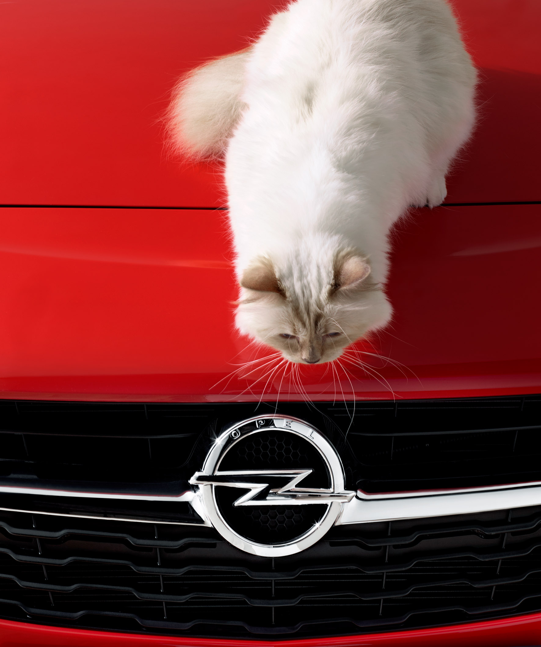 Котка върху горещ преден капак - Opel Corsa и Карл Лагерфелд